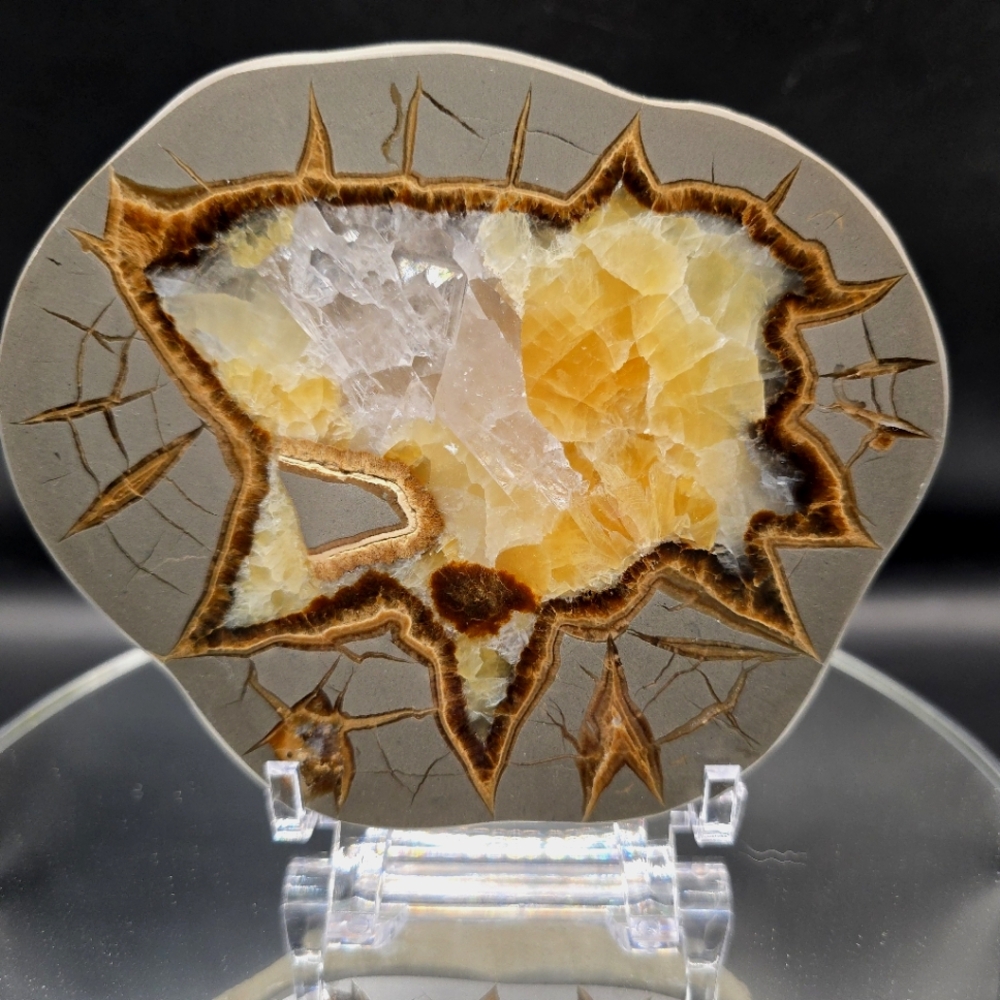 Septarian slab Utah #8